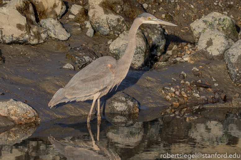 hayward regional shoreline